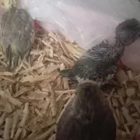 چت پیام بدهید دو عدد موجوده