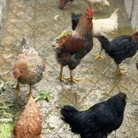 مرغ و خروس محلی سالم و سرحال آماده برای چله|حیوانات مزرعه|ماکو, |دیوار