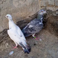 یک جفت آلمانی