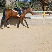 اسب نریان کلاسی اخته