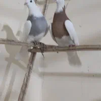 چند عدد کبوتر