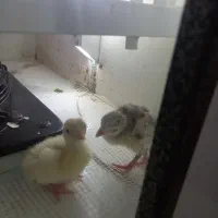 جوجه بوقلمون|حیوانات مزرعه|مشهد, رده|دیوار