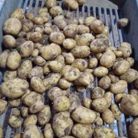 سیب زمینی رانومی