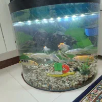 ماهی کوی به همراه آکواریم و لوازم|ماهی|پاکدشت, شهرک امام رضا|دیوار