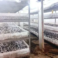 کمپوست قارچ رایگان