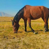 اسب مادیان|اسب و تجهیزات اسبسواری|مرودشت, رامجرد یک|دیوار