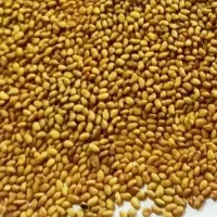 بذر یونجه با کیفیت عالی