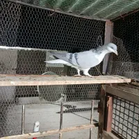 کبوتر|پرنده|قزوین, |دیوار