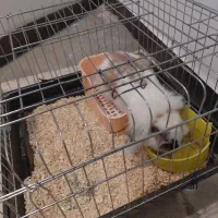 خرگوس نژاد لوپ|موش و خرگوش|تهران, قصر فیروزه ۱|دیوار