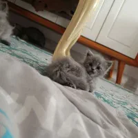 گربه دوماه اسکاتیش قیمت خیلی مناسب