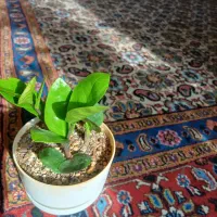 یکعدد گیاه بنجامین و یکعد زاموفیلیا|گل و گیاه طبیعی|تهران, کوی بیمه|دیوار