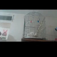 قفس پرنده ۱۵۰۰
