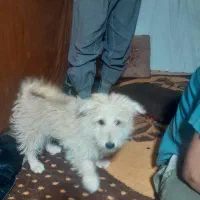 واگذاری سگ پاپی حرف گوش کن