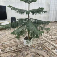 کاج|گل و گیاه طبیعی|مهاباد (آذربایجان غربی), |دیوار