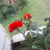 نیروی کارثابت برای باغ