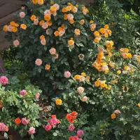 نیازمندباغبان درجاده کلاکوب