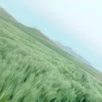 جو آبی شهبد