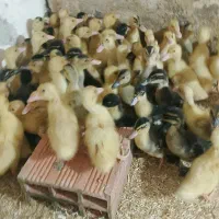 فروش جوجه اردک محلی ورامینی12روزه|حیوانات مزرعه|دابودشت, |دیوار