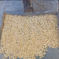 جودرجه‌۱‌برای‌کاشت