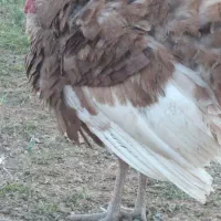 بوقلمون ارگانیک|حیوانات مزرعه|لاران, |دیوار