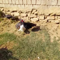 ۱۵۰عددبوقلمون ماده برونز محلی درجه یک