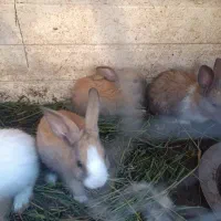 پچه خرگوش