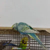 مرغ عشق ماده و نر جوجه و بالغ|پرنده|رشت, حمیدیان|دیوار