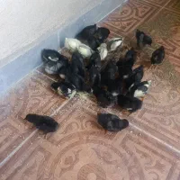 جوجه کلین 10روزه