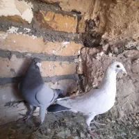 پلنگ کرمونی و سبز خط دار