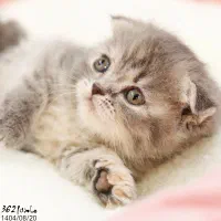 فروش گربه|گربه|تبریز, |دیوار