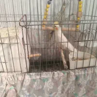 عروس هلندی|پرنده|قم, وادی السلام|دیوار