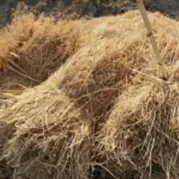 علوفه خشک تمیز