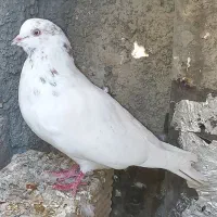 دوکبوتر یکی ماده ویکی نر هردوتا سالم واکسن زده|پرنده|ازنا, |دیوار