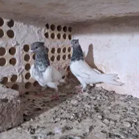 کفتر کل الماسی|پرنده|قم, نیروگاه|دیوار