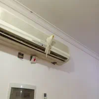 جم سالم وسخنگو|پرنده|جم, |دیوار