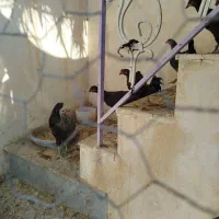 مرغ و خروس محلی