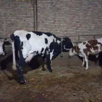 گاو شیری با گوساله نر