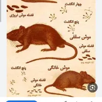 .سمپاشی‌‌‌با‌تجربه۱۲‌سال‌سوسک‌.کک.ساس‌طعمه‌موش‌/|خدمات نظافت|رشت, پاستوریزه|دیوار