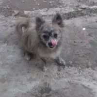 سگ لویی...