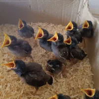 جوجه مینا  چشم ستاری