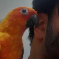 طوطی خورشیدی