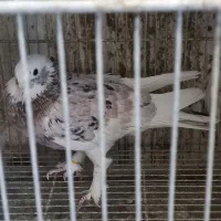 کبوتر  پشت هما