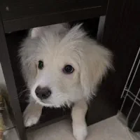 حیوان خانگی|سگ|سقز, |دیوار