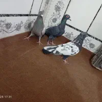 کبوتر|پرنده|زابل, |دیوار