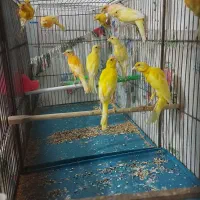 ۲۲ عدد قناری نرو ماده