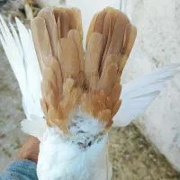 ماده دمب زرد دور چشم دار|پرنده|کرمان, |دیوار