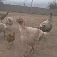 بوقلمون محلی|حیوانات مزرعه|گنبد کاووس, |دیوار