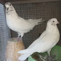 یجفت نروماده کله ای|پرنده|اصفهان, شاهد|دیوار