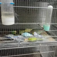 تعدای پرنده،گرینچیک،لوتینو، سینامون،مرغ عشق ریمبو