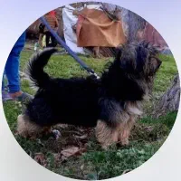 واگذاری رایگان سگ شیتزو نر